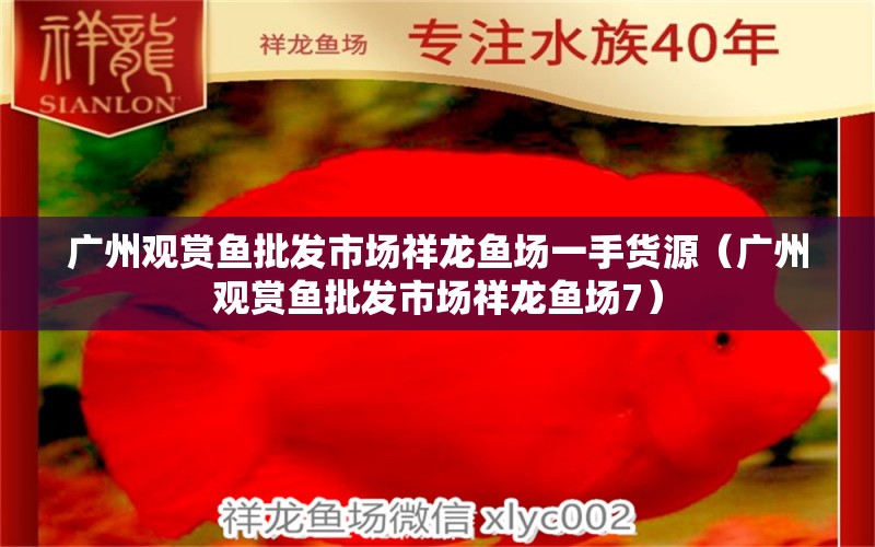 廣州觀賞魚批發(fā)市場祥龍魚場一手貨源（廣州觀賞魚批發(fā)市場祥龍魚場7）