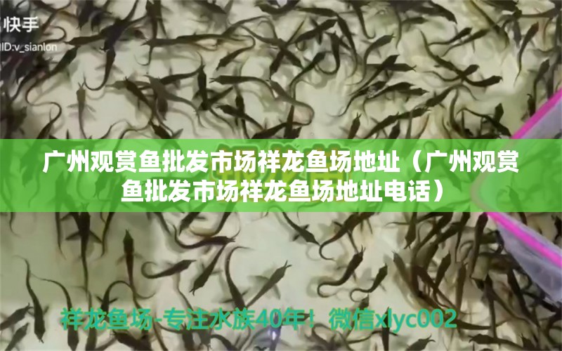 廣州觀賞魚批發(fā)市場祥龍魚場地址（廣州觀賞魚批發(fā)市場祥龍魚場地址電話）