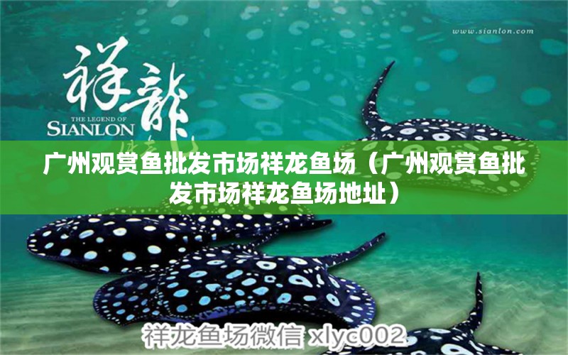 廣州觀賞魚批發(fā)市場(chǎng)祥龍魚場(chǎng)（廣州觀賞魚批發(fā)市場(chǎng)祥龍魚場(chǎng)地址） 觀賞魚批發(fā)