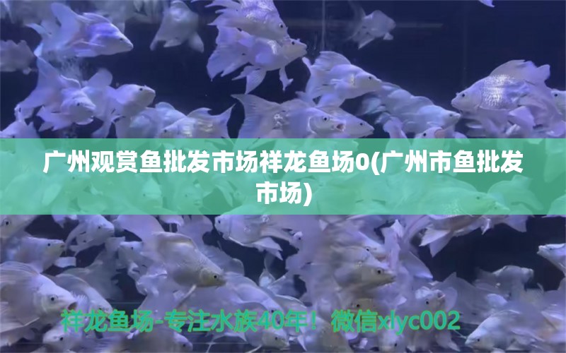 廣州觀賞魚批發(fā)市場祥龍魚場0(廣州市魚批發(fā)市場) 觀賞魚批發(fā)