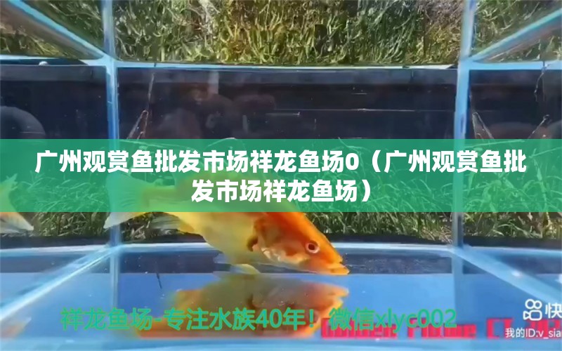 廣州觀賞魚批發(fā)市場祥龍魚場0（廣州觀賞魚批發(fā)市場祥龍魚場） 觀賞魚批發(fā)