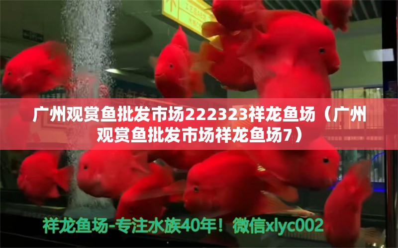 廣州觀賞魚批發(fā)市場222323祥龍魚場（廣州觀賞魚批發(fā)市場祥龍魚場7）