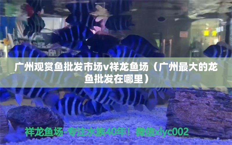 廣州觀賞魚批發(fā)市場v祥龍魚場（廣州最大的龍魚批發(fā)在哪里）