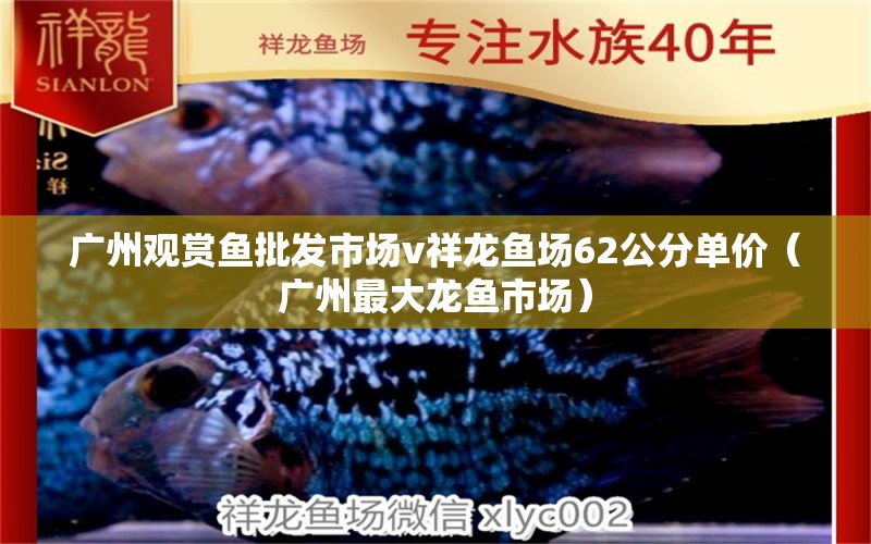 廣州觀賞魚批發(fā)市場v祥龍魚場62公分單價（廣州最大龍魚市場）