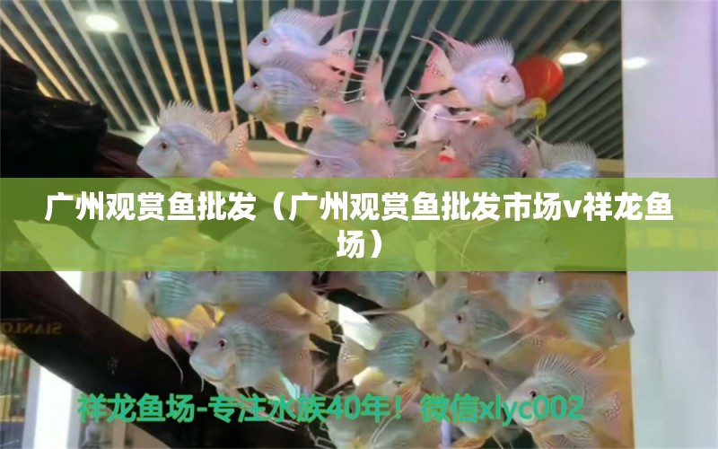 廣州觀賞魚批發(fā)（廣州觀賞魚批發(fā)市場v祥龍魚場）