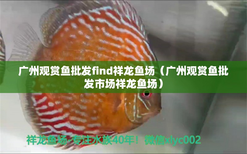 廣州觀賞魚批發(fā)find祥龍魚場（廣州觀賞魚批發(fā)市場祥龍魚場）