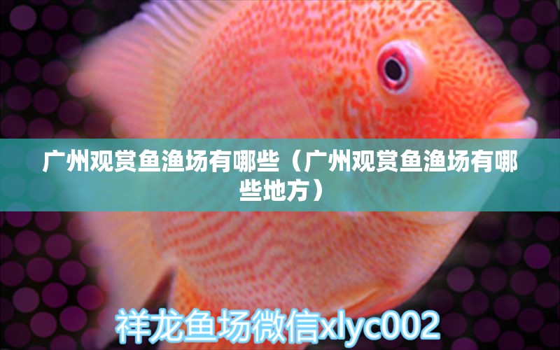 廣州觀賞魚漁場有哪些（廣州觀賞魚漁場有哪些地方）