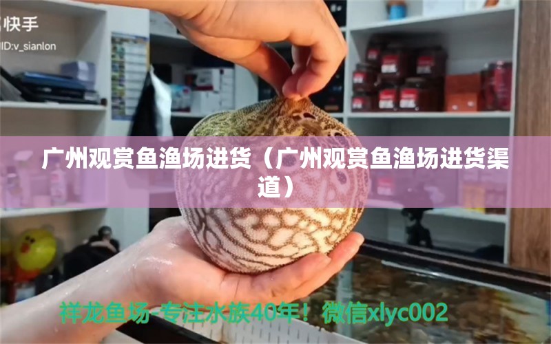 廣州觀賞魚漁場進(jìn)貨（廣州觀賞魚漁場進(jìn)貨渠道）