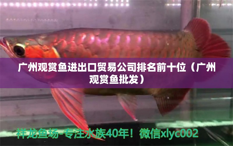 廣州觀賞魚(yú)進(jìn)出口貿(mào)易公司排名前十位（廣州觀賞魚(yú)批發(fā)） 祥龍魚(yú)場(chǎng)