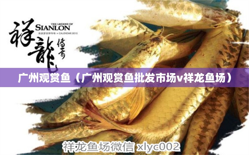 廣州觀賞魚（廣州觀賞魚批發(fā)市場v祥龍魚場）