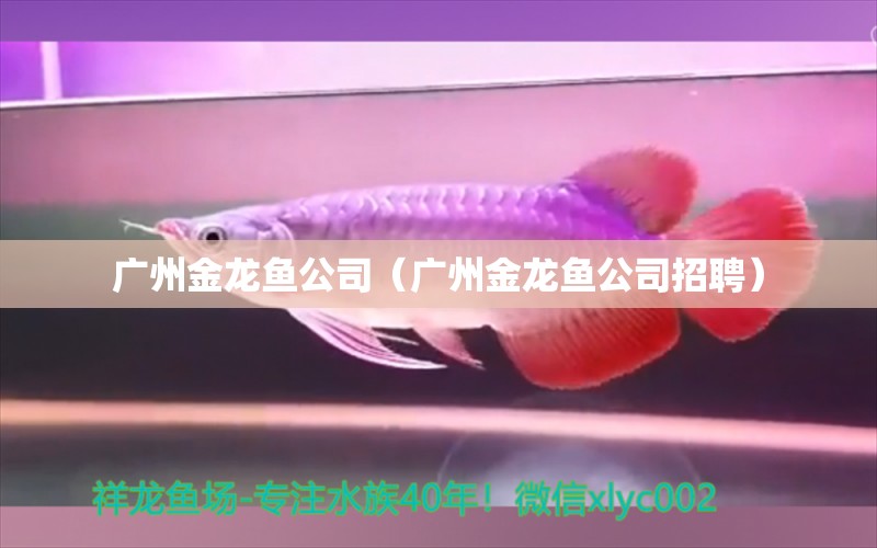 廣州金龍魚公司（廣州金龍魚公司招聘）