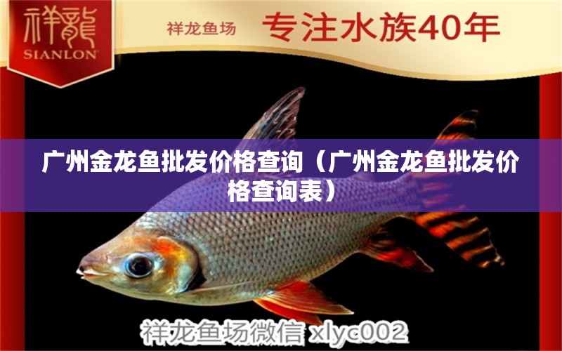 廣州金龍魚批發(fā)價格查詢（廣州金龍魚批發(fā)價格查詢表）