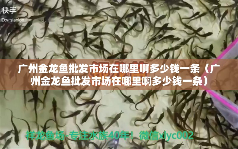 廣州金龍魚批發(fā)市場在哪里啊多少錢一條（廣州金龍魚批發(fā)市場在哪里啊多少錢一條）