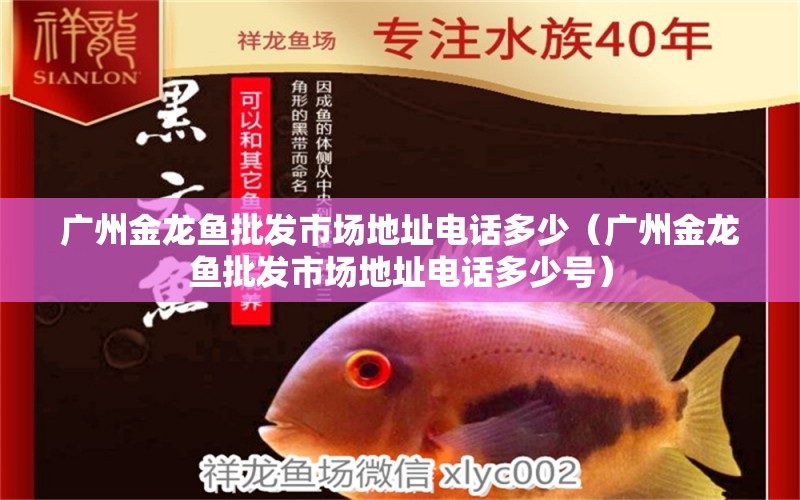 廣州金龍魚批發(fā)市場地址電話多少（廣州金龍魚批發(fā)市場地址電話多少號）