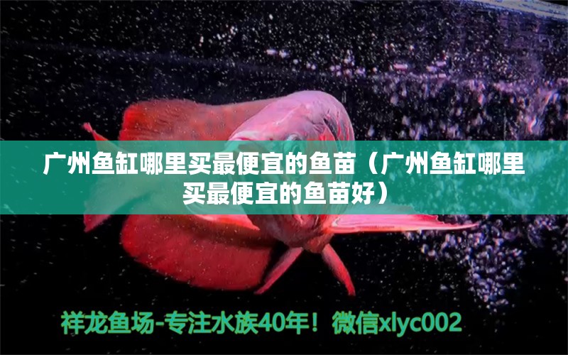 廣州魚缸哪里買最便宜的魚苗（廣州魚缸哪里買最便宜的魚苗好）