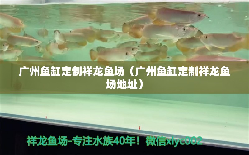 廣州魚缸定制祥龍魚場（廣州魚缸定制祥龍魚場地址） 祥龍魚場