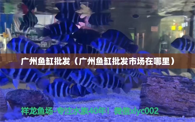 廣州魚缸批發(fā)（廣州魚缸批發(fā)市場在哪里）