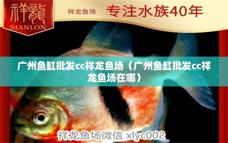 廣州魚缸批發(fā)cc祥龍魚場（廣州魚缸批發(fā)cc祥龍魚場在哪） 祥龍魚場