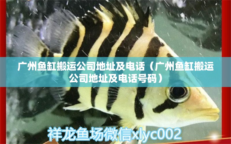 廣州魚缸搬運(yùn)公司地址及電話（廣州魚缸搬運(yùn)公司地址及電話號(hào)碼） 觀賞魚市場(chǎng)（混養(yǎng)魚）