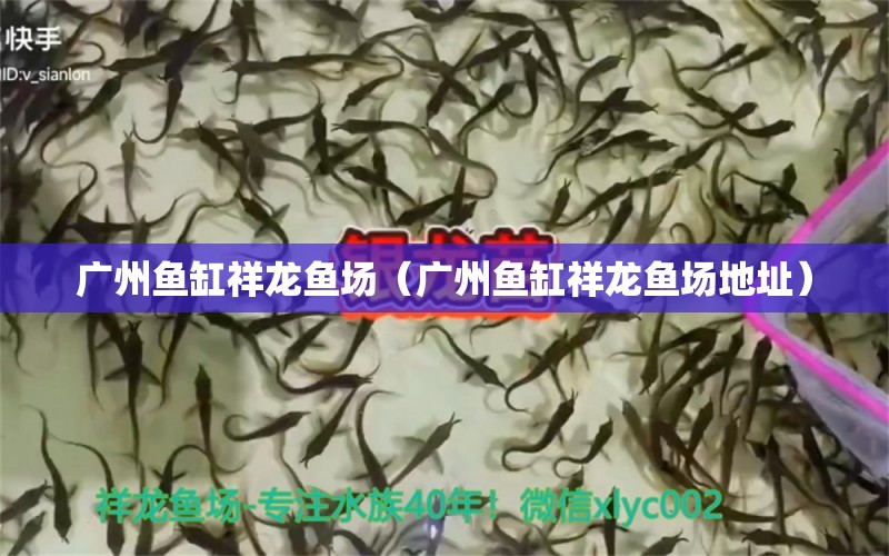 廣州魚缸祥龍魚場（廣州魚缸祥龍魚場地址） 祥龍魚場