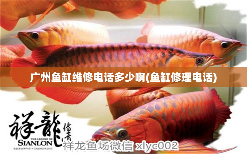 廣州魚(yú)缸維修電話多少啊(魚(yú)缸修理電話) 養(yǎng)魚(yú)知識(shí)