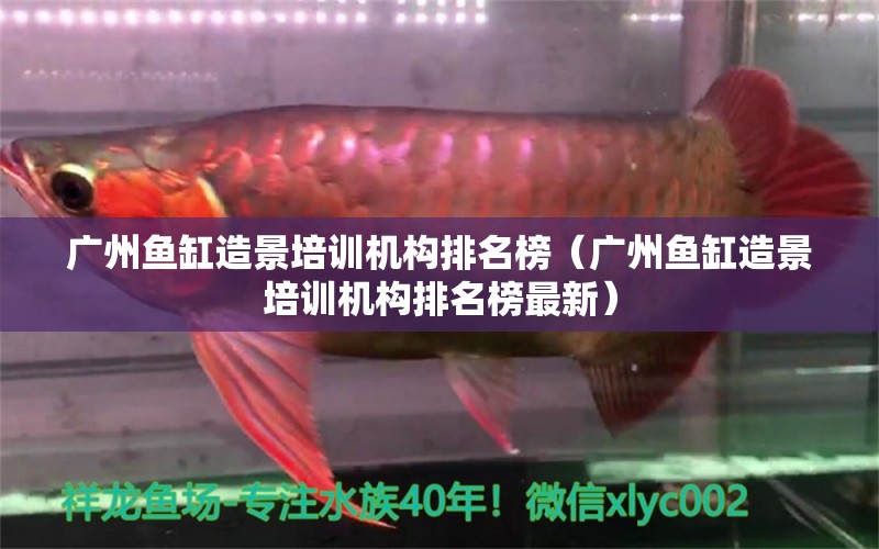 廣州魚缸造景培訓機構(gòu)排名榜（廣州魚缸造景培訓機構(gòu)排名榜最新）