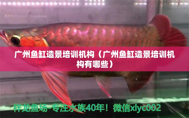 廣州魚缸造景培訓機構（廣州魚缸造景培訓機構有哪些）