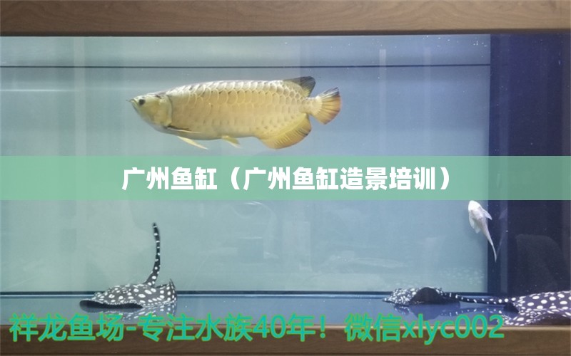 廣州魚缸（廣州魚缸造景培訓(xùn)） 觀賞魚