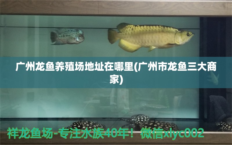 廣州龍魚(yú)養(yǎng)殖場(chǎng)地址在哪里(廣州市龍魚(yú)三大商家) 馬拉莫寶石魚(yú)