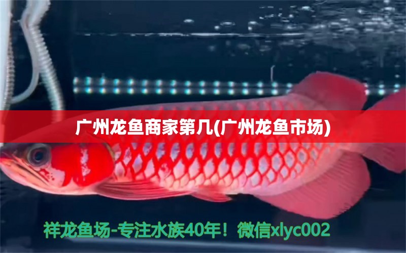 廣州龍魚商家第幾(廣州龍魚市場) 白寫錦鯉魚