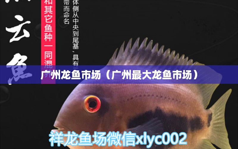 廣州龍魚市場（廣州最大龍魚市場） 觀賞魚