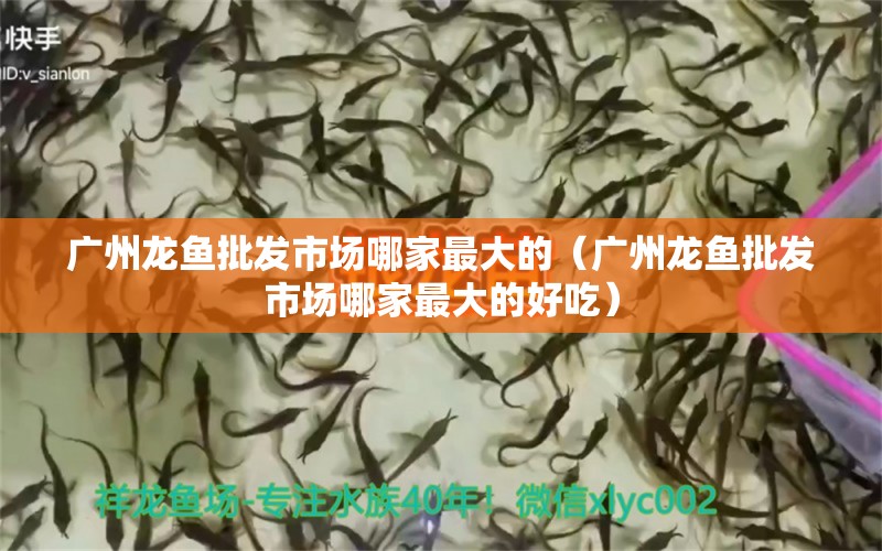 廣州龍魚批發(fā)市場哪家最大的（廣州龍魚批發(fā)市場哪家最大的好吃）