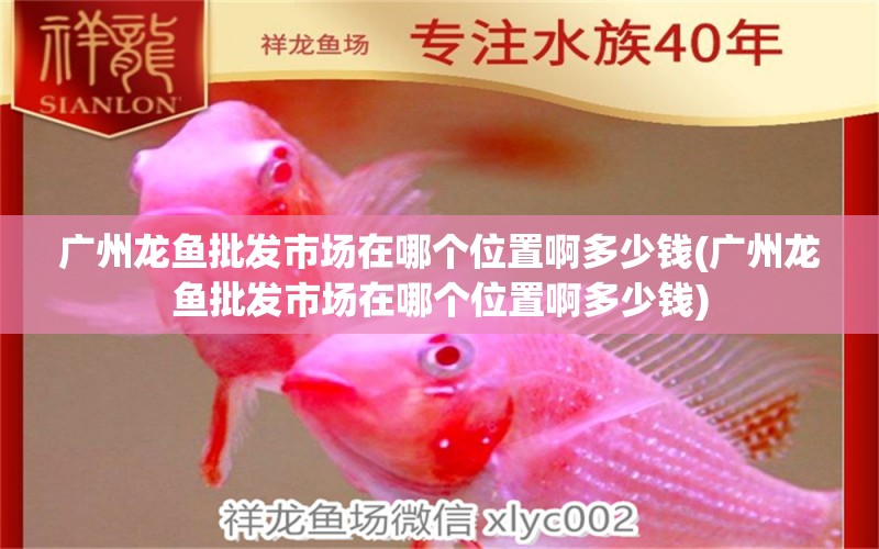 廣州龍魚批發(fā)市場在哪個位置啊多少錢(廣州龍魚批發(fā)市場在哪個位置啊多少錢)