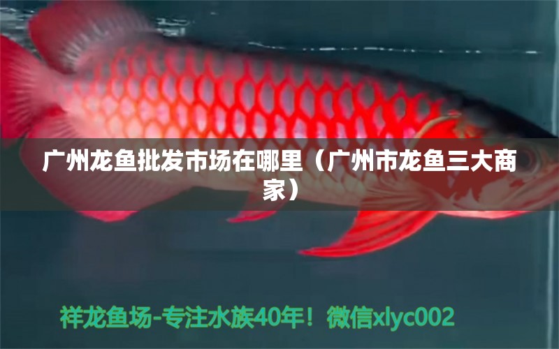 廣州龍魚批發(fā)市場在哪里（廣州市龍魚三大商家）