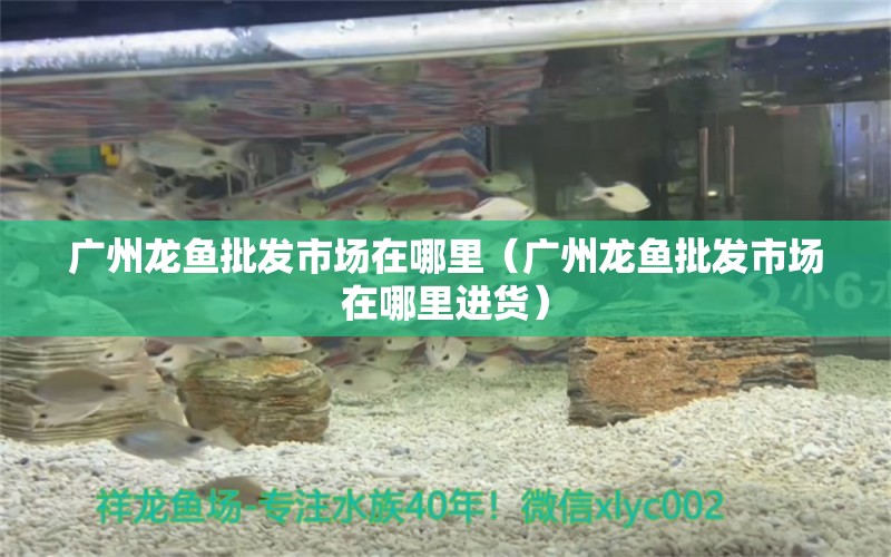 廣州龍魚批發(fā)市場在哪里（廣州龍魚批發(fā)市場在哪里進貨） 龍魚批發(fā)