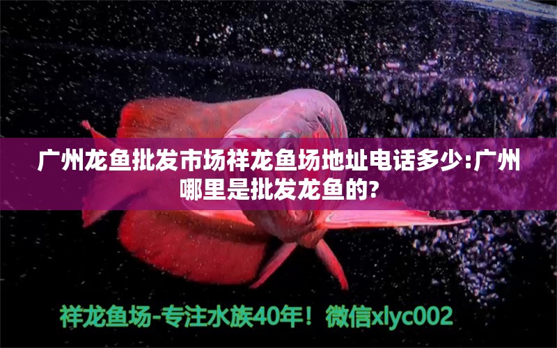 廣州龍魚批發(fā)市場祥龍魚場地址電話多少:廣州哪里是批發(fā)龍魚的? 龍魚批發(fā) 第1張