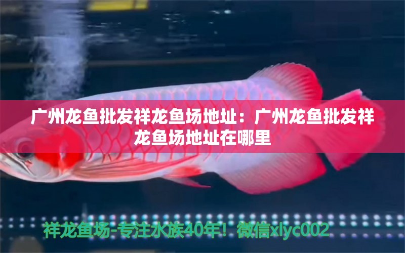 廣州龍魚批發(fā)祥龍魚場地址：廣州龍魚批發(fā)祥龍魚場地址在哪里 龍魚批發(fā)