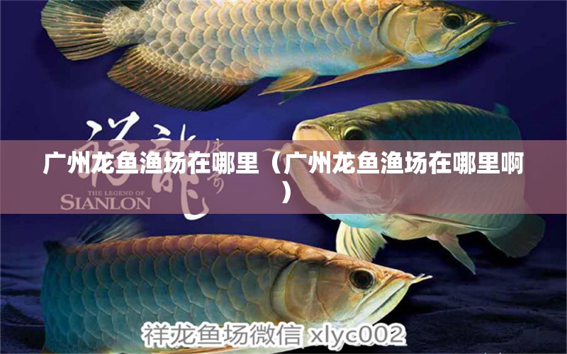 廣州龍魚漁場在哪里（廣州龍魚漁場在哪里?。? title=