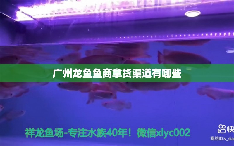 廣州龍魚(yú)魚(yú)商拿貨渠道有哪些