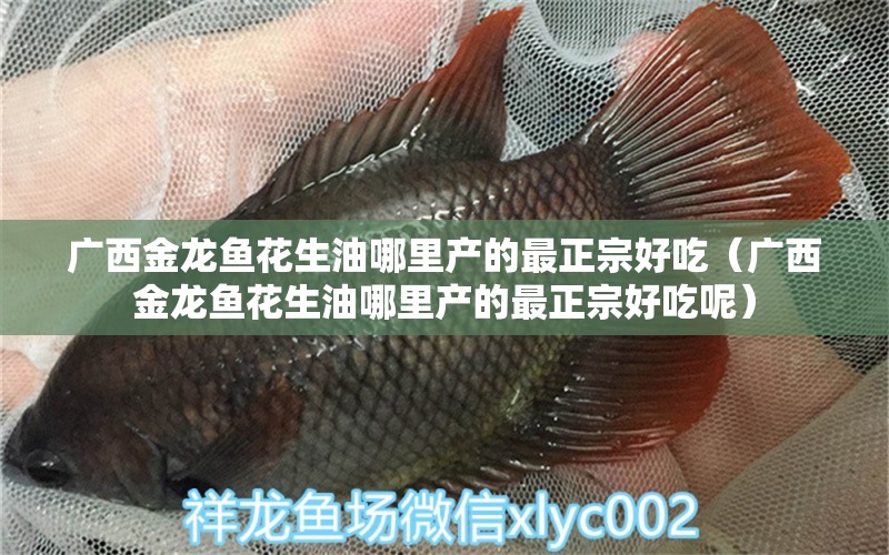 廣西金龍魚花生油哪里產(chǎn)的最正宗好吃（廣西金龍魚花生油哪里產(chǎn)的最正宗好吃呢） 觀賞魚