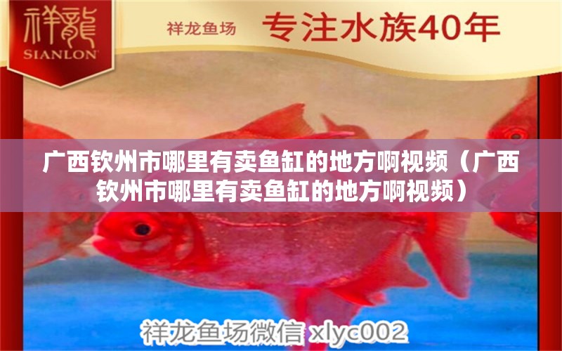 廣西欽州市哪里有賣魚缸的地方啊視頻（廣西欽州市哪里有賣魚缸的地方啊視頻） 祥龍水族醫(yī)院