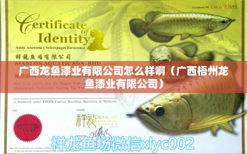 廣西龍魚漆業(yè)有限公司怎么樣?。◤V西梧州龍魚漆業(yè)有限公司） 過背金龍魚