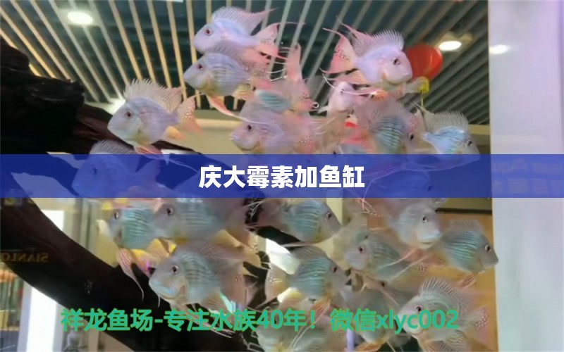 慶大霉素加魚缸