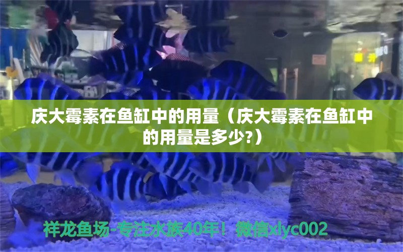 慶大霉素在魚缸中的用量（慶大霉素在魚缸中的用量是多少?） 祥龍水族醫(yī)院