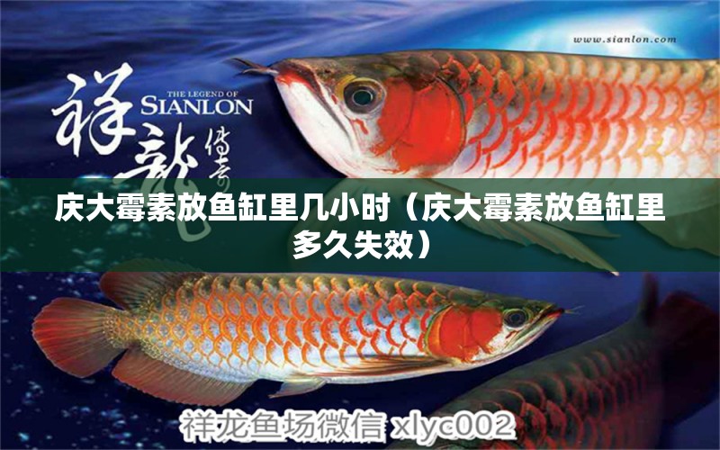 慶大霉素放魚缸里幾小時(shí)（慶大霉素放魚缸里多久失效）