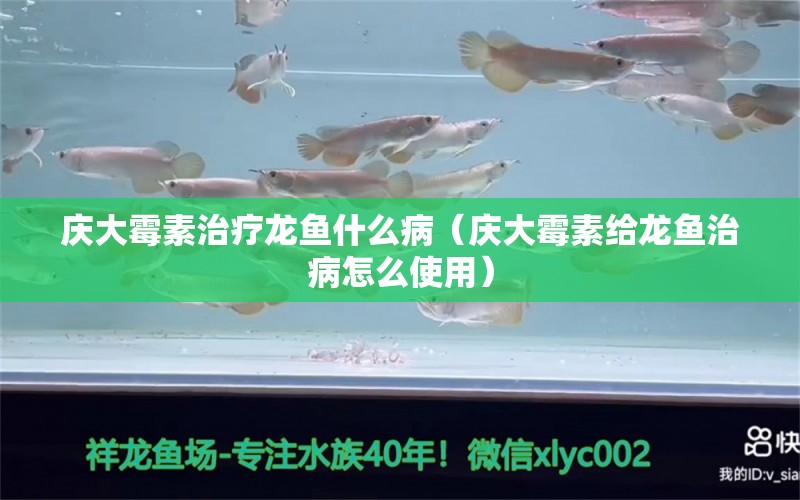 慶大霉素治療龍魚什么?。☉c大霉素給龍魚治病怎么使用）