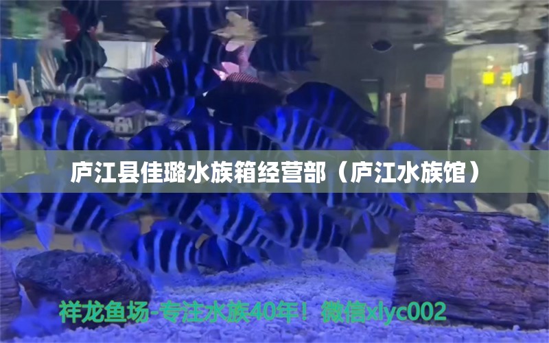 廬江縣佳璐水族箱經營部（廬江水族館）