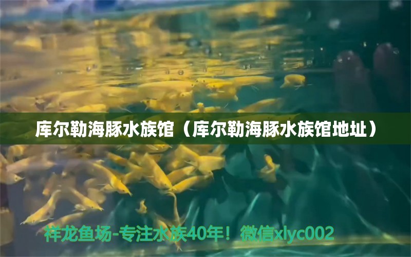 庫爾勒海豚水族館（庫爾勒海豚水族館地址）