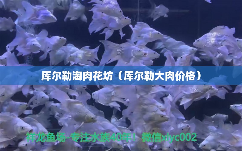 庫爾勒淘肉花坊（庫爾勒大肉價(jià)格） 全國水族館企業(yè)名錄