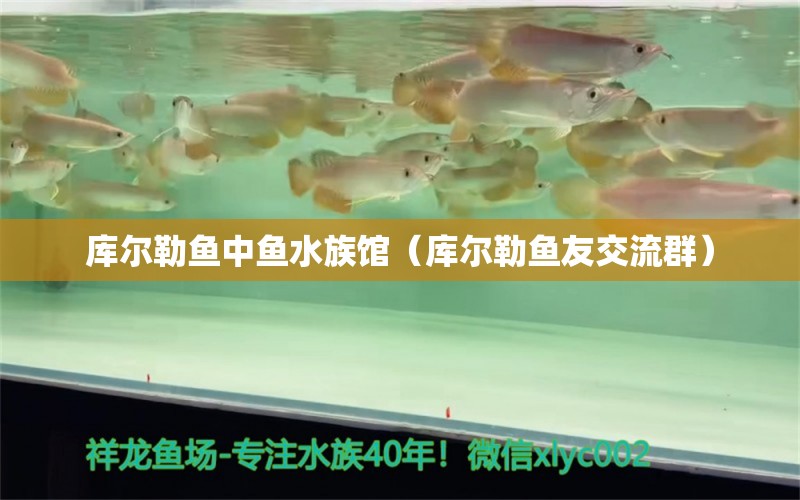 庫爾勒魚中魚水族館（庫爾勒魚友交流群） 全國水族館企業(yè)名錄